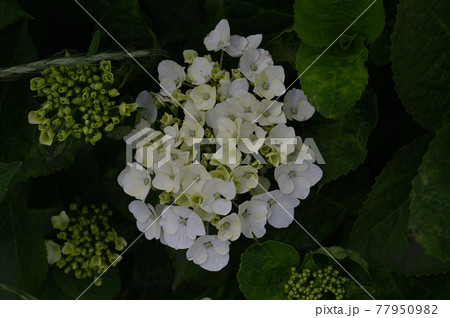 （フラワーツーリズム）紫陽花 77950982