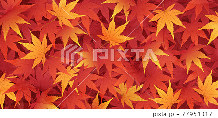 紅葉が積もって敷き詰められた落ち葉の水彩風のベクターイラスト背景(絨毯) 77951017