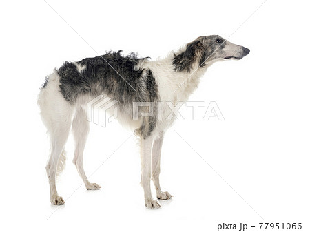 borzoi in studio 77951066
