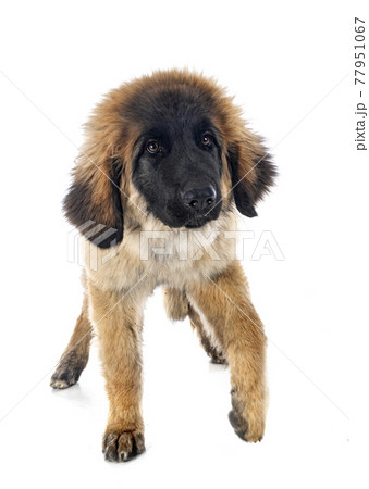 puppy Leonberger in studio puppy Leonberger in studio 77951067