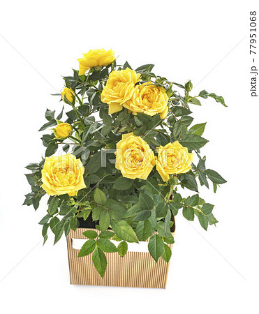 rose bush in studio rose bush in studio 77951068