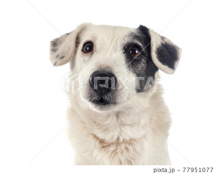 jack russel terrier jack russel terrier 77951077