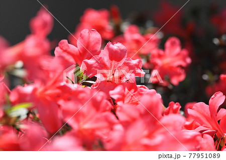 鮮やかなサツキの花 77951089