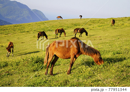 ミサキウマ 77951344