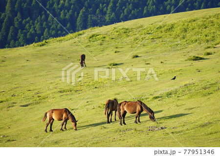 ミサキウマ 77951346