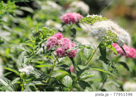 白とピンク色のシモツケの花（源平下野） 77951596