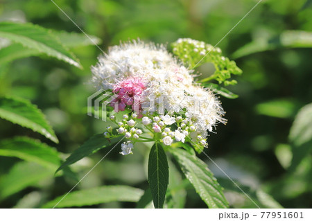 白とピンク色のシモツケの花(源平下野) 白とピンク色のシモツケの花(源平下野) 77951601