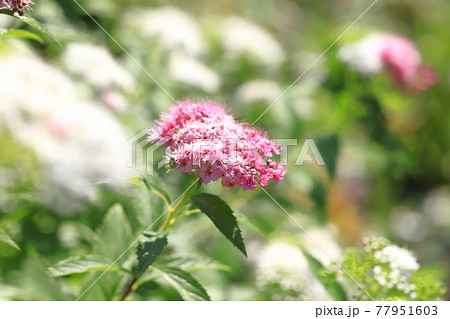 白とピンク色のシモツケの花(源平下野) 白とピンク色のシモツケの花(源平下野) 77951603