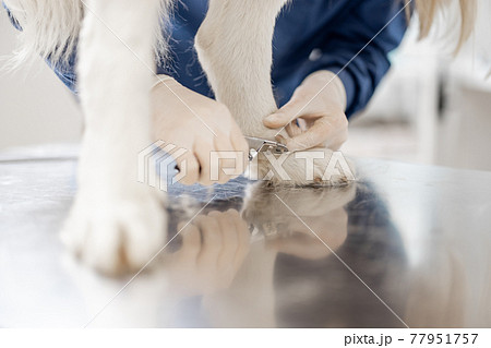 Woman veterinarian trim the claws of a big white sheepdog 77951757