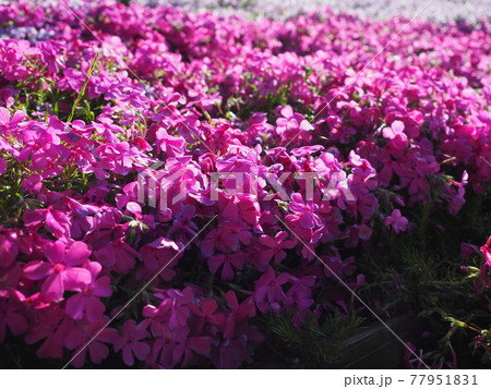 芝桜 芝桜 77951831