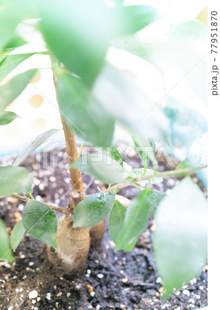 陽に当たるガジュマルの木 陽に当たるガジュマルの木 77951870