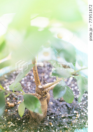 陽に当たるガジュマルの木 77951872