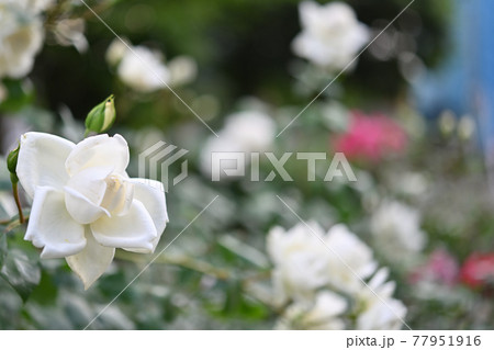 (フラワーツーリズム)白い薔薇 背景にピンク (フラワーツーリズム)白い薔薇 背景にピンク 77951916