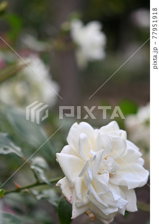 (フラワーツーリズム)白い薔薇 大輪 (フラワーツーリズム)白い薔薇 大輪 77951918