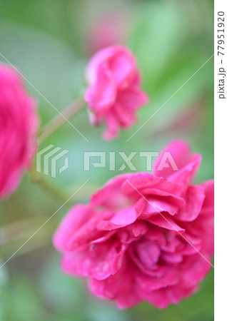(フラワーツーリズム)ピンクの薔薇 3輪 (フラワーツーリズム)ピンクの薔薇 3輪 77951920