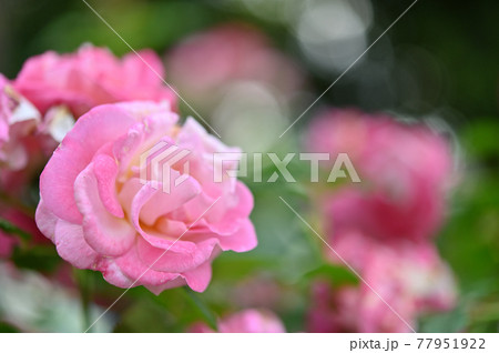 （フラワーツーリズム）ピンクの薔薇がいっぱい 77951922
