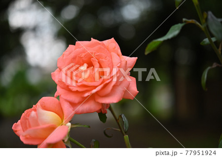 （フラワーツーリズム）薔薇 2輪 77951924