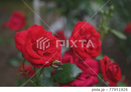 (フラワーツーリズム)赤い薔薇がいっぱい (フラワーツーリズム)赤い薔薇がいっぱい 77951926