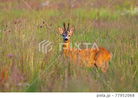 Roe deer male standing in the high grass during golden hour in summer 77952068
