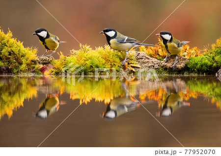 Backlit photo of great tit group sitting beside colourful pond in sunlit autumn 77952070