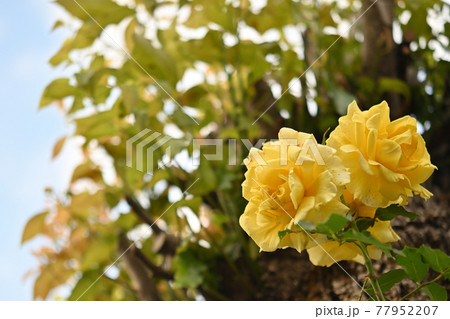 (フラワーツーリズム)黄色い薔薇 背景は樹木の広葉 (フラワーツーリズム)黄色い薔薇 背景は樹木の広葉 77952207