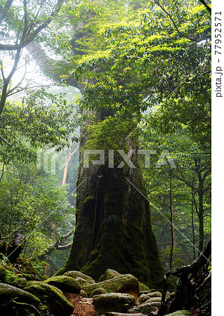 屋久島の森 屋久島の森 77952571