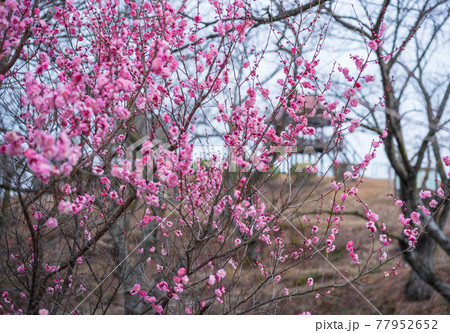 公園の梅 77952652