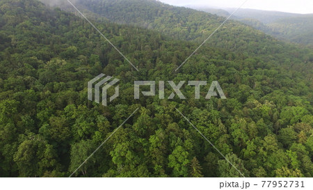ドローンで上空から撮影した「知床の森」（岩尾別温泉付近／北海道斜里郡斜里町） 77952731