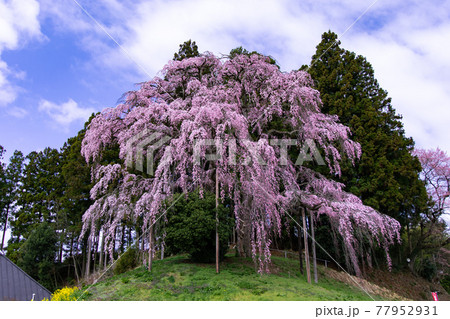 【福島県】合戦場の枝垂桜_01 【福島県】合戦場の枝垂桜_01 77952931