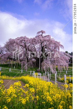 【福島県】三春の滝桜_11 77952934
