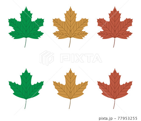 Green Maple Leaf Isolated on a White Background. Stock Vector