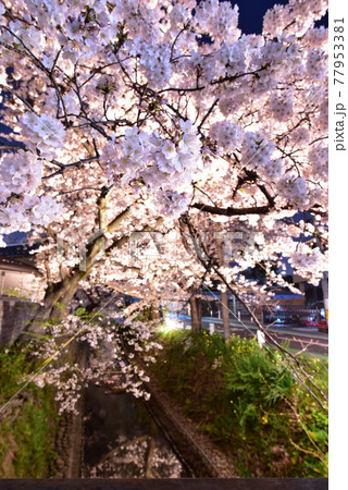 桜祭りの夜桜 77953381