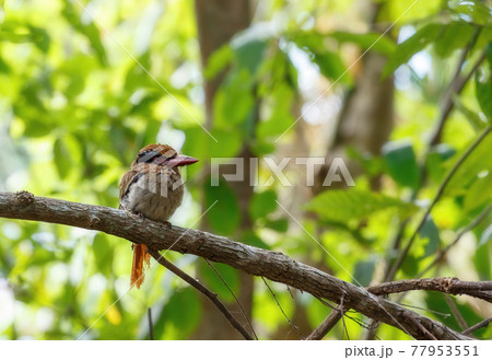 beautiful bird Lilac-cheeked Kingfisher or Celebes flat-billed kingfisher, Cittura cyanotis, sitting on the branch in the green tropical Tangkoko forest. Indonesia wildlife 77953551