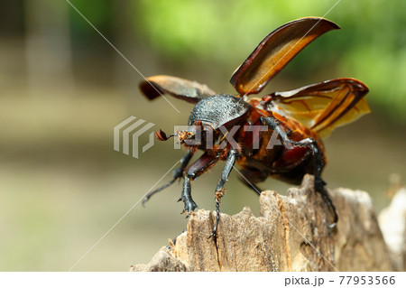 Rhinoceros beetle in Tangkoko rainforest. Rhinoceros beetle in Tangkoko rainforest. 77953566