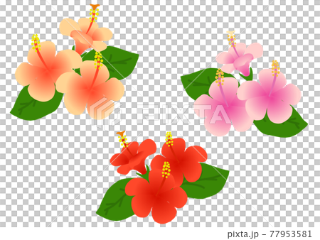 Hibiscus illustration 77953581