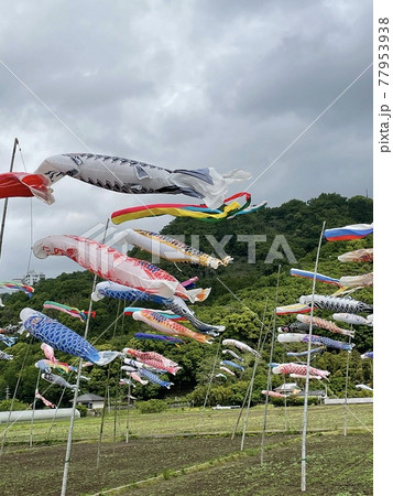 空を泳ぐ鯉のぼり 空を泳ぐ鯉のぼり 77953938