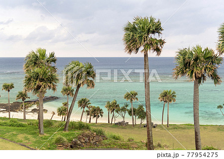 鹿児島県 徳之島の天城町与名間ビーチの椰子の木と海岸線の写真素材
