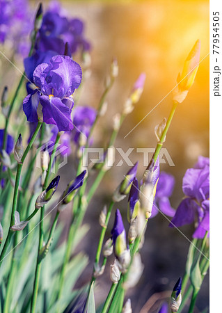 A bush of purple irises flowers in the rays of the spring sun (focus on a blossoming bud) A bush of purple irises flowers in the rays of the spring sun (focus on a blossoming bud) 77954505