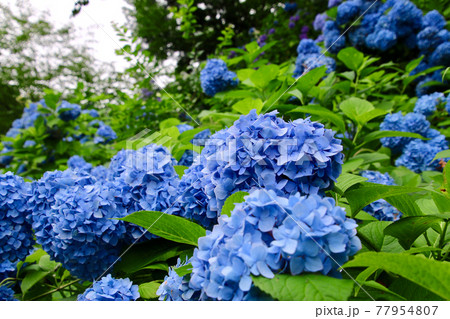 高林寺のアジサイ（福島県・二本松市） 77954807