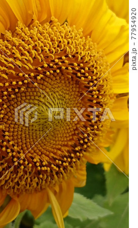 大きな向日葵 77954920