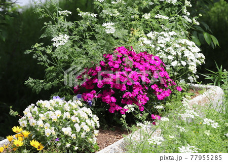 春の花壇に咲くビオラとナデシコとオルレアの花 春の花壇に咲くビオラとナデシコとオルレアの花 77955285