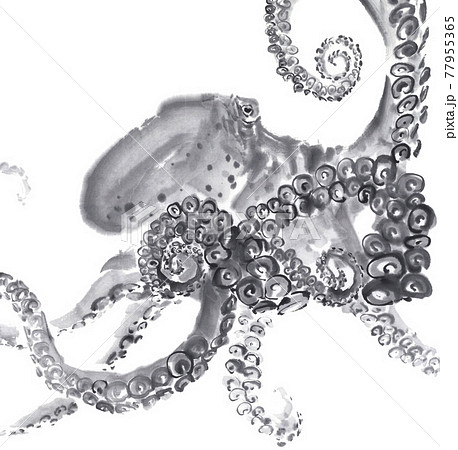 躍動感のある蛸 水墨画イラストのイラスト素材 [77955365] - PIXTA