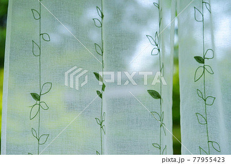 庭の緑とレースのカーテン3 77955423