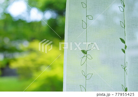 庭の緑とレースのカーテン5 77955425