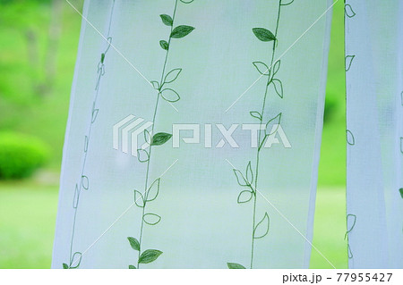 庭の緑とレースのカーテン7 77955427