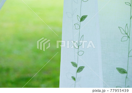 庭の緑とレースのカーテン10 77955439