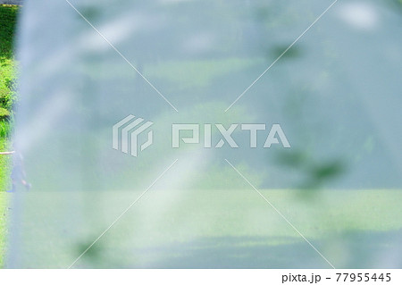 庭の緑とレースのカーテン13 77955445