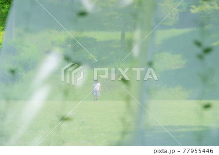 芝の広場で遊ぶ女の子 77955446