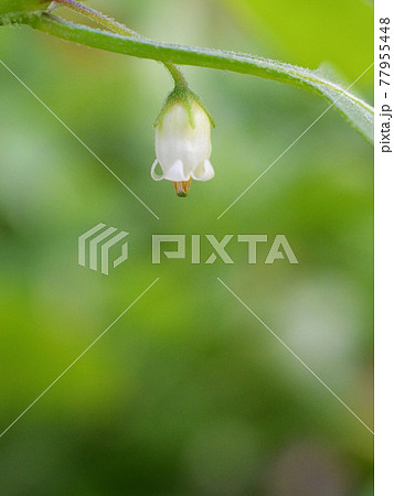 花壇の片隅に小さなベル型の花がありましたの写真素材