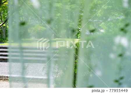 カーテンの向こうの庭の緑1 77955449
